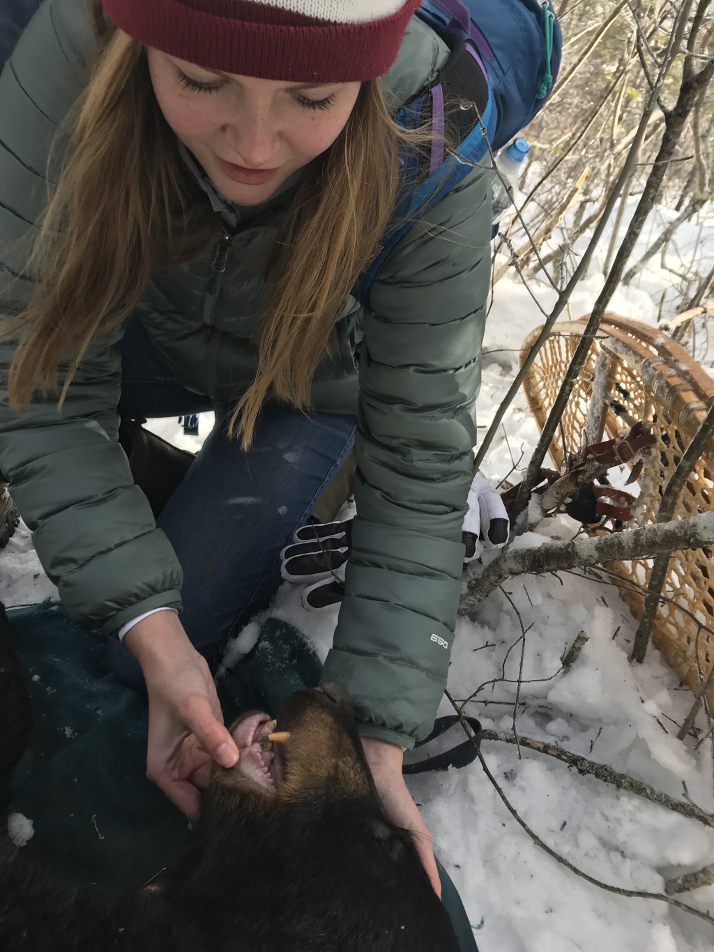Amber Jenkins (Animal Behavior, '19) takes a close look a bear's teeth and gums