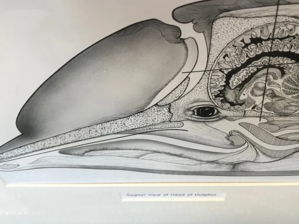Peter Morgane spent much of his career studying the brains of dolphins
