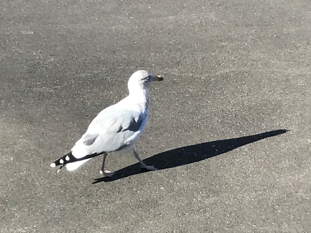 A lone gull makes its way across UNE's Biddeford Campus