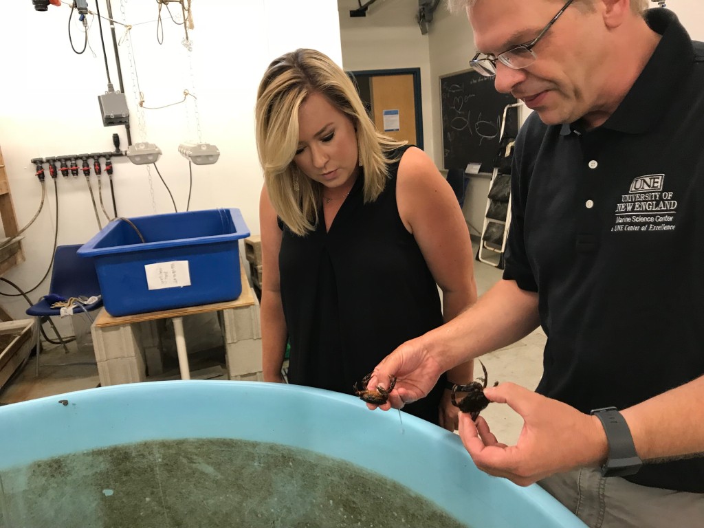 Markus Frederich shows NBC Boston reporter Danielle Waugh some Maine green crabs in his research lab