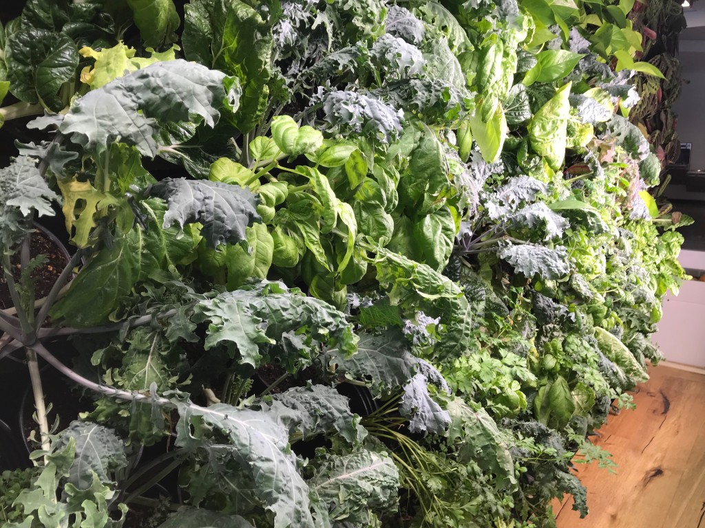 Kale is one of several edible plants now growing on the living wall in Ripich Commons