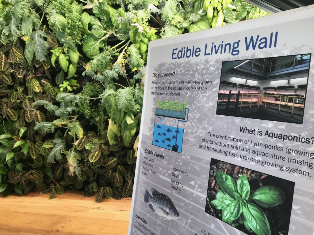 A sign at the base of the living wall describes the growing process for the edible plants