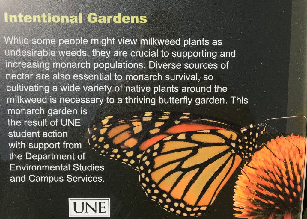This display describes plants in the UNE monarch garden and why they are important to monarch butterflies