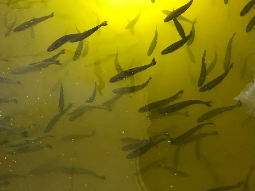 Susan Farady is studying the legal implications of climate change on fisheries management