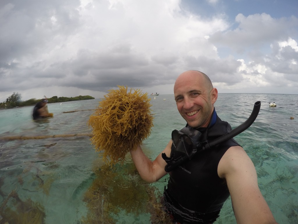 Adam St. Gelais holds seaweed farmed in Belize.