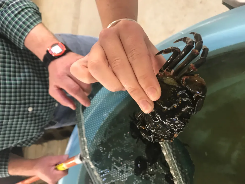 Frederich and his Marine Sciences students are researching very aggressive green crabs now found in Maine waters