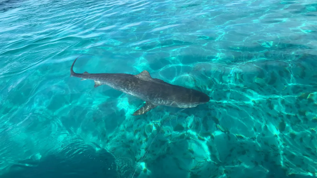Sulikowski and researchers began testing the tags on tiger sharks in the Bahamas