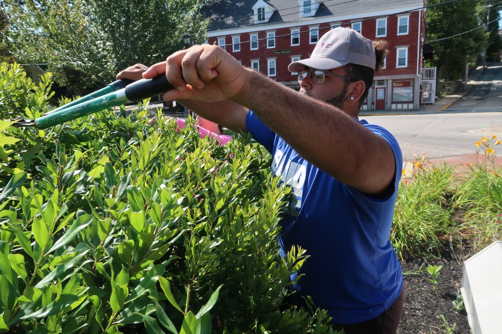Incoming freshman Raymond Tolen trims a shrub in Mechanics Park