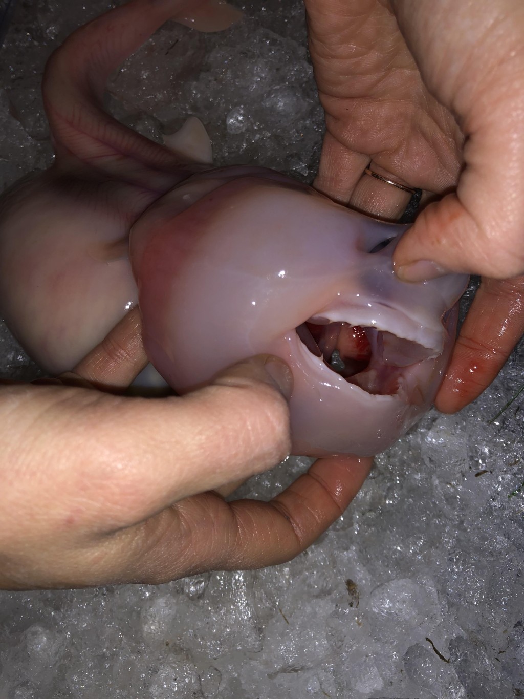 This 12 week old porbeagle shark embryo had already developed teeth