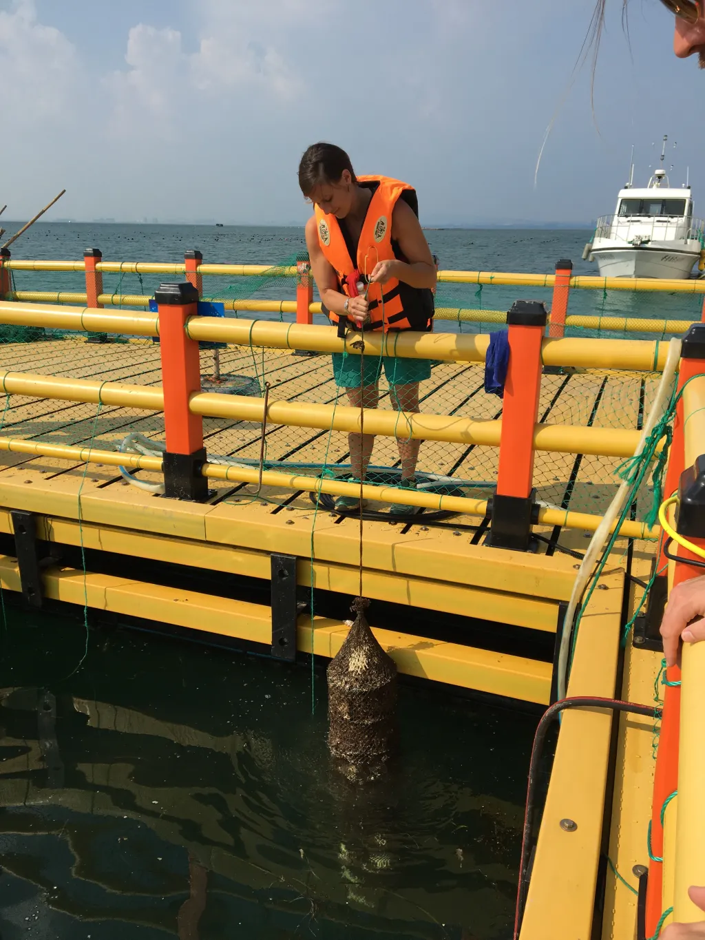 Gretchen Grebe pulls up a lantern net of shellfish including oysters and scallops at an aquaculture demonstration sea farm.