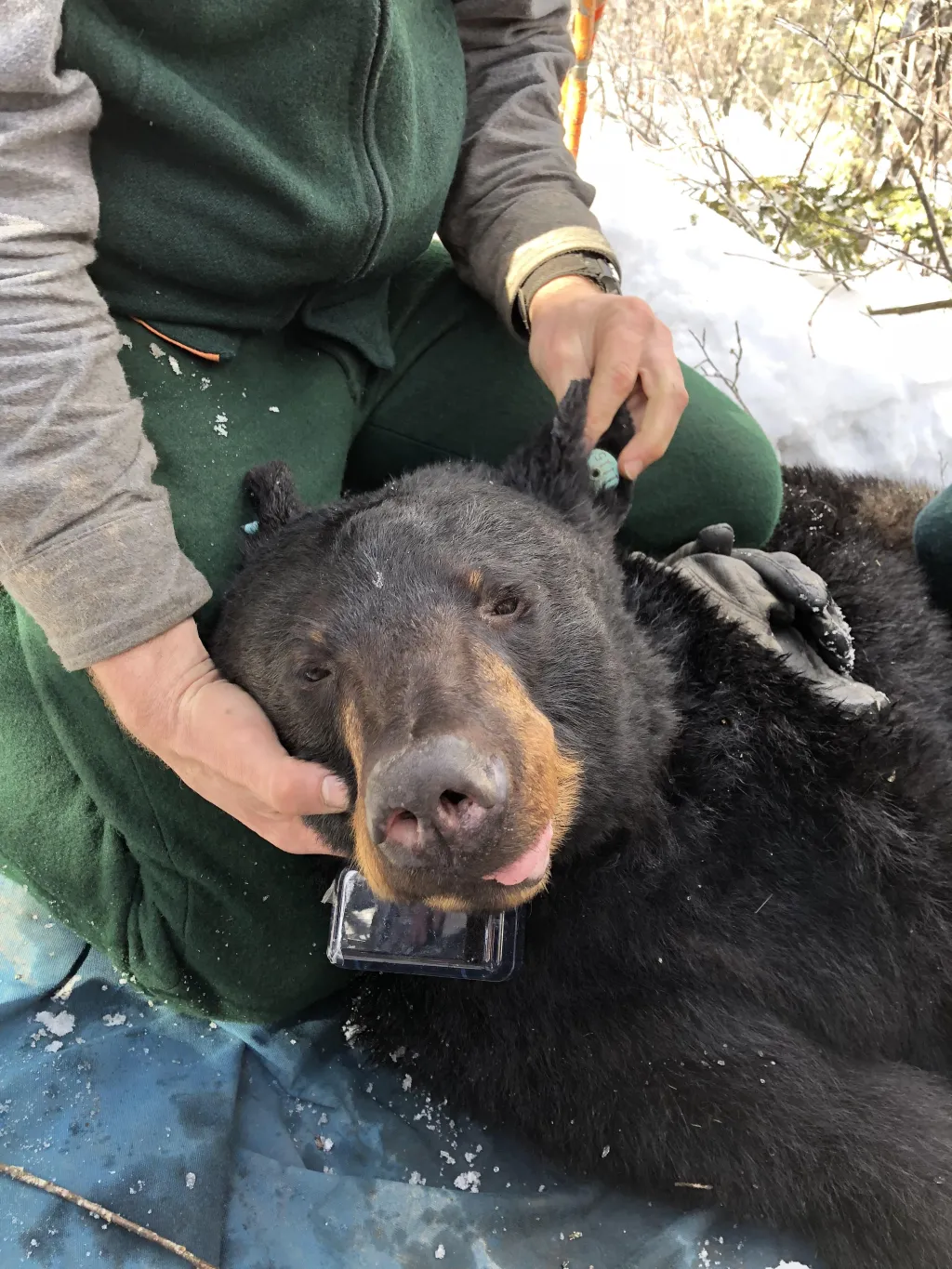 Hibernating bears are not sleeping, contrary to popular belief. They are in a low metabolic state but are awake and aware and ca