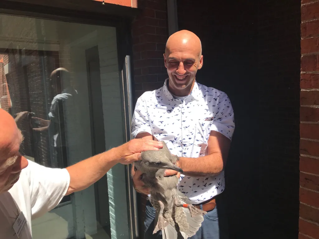 Perlut is studying nesting colonies of gulls on islands and on rooftops in Portland