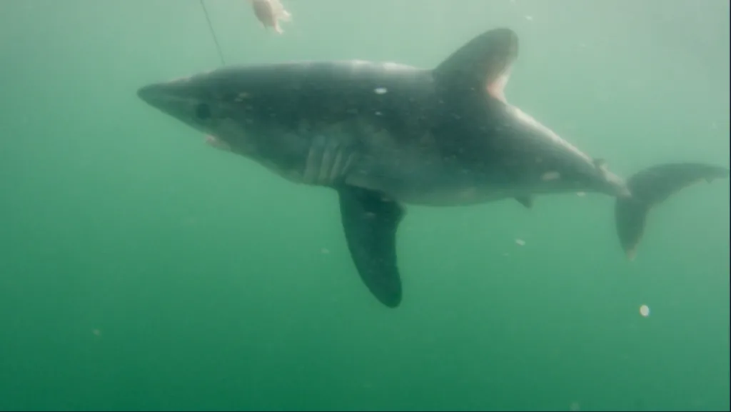 Sulikowski and team caught a baby porbeagle shark, known as a "phantom shark" because the species is so difficult to catch