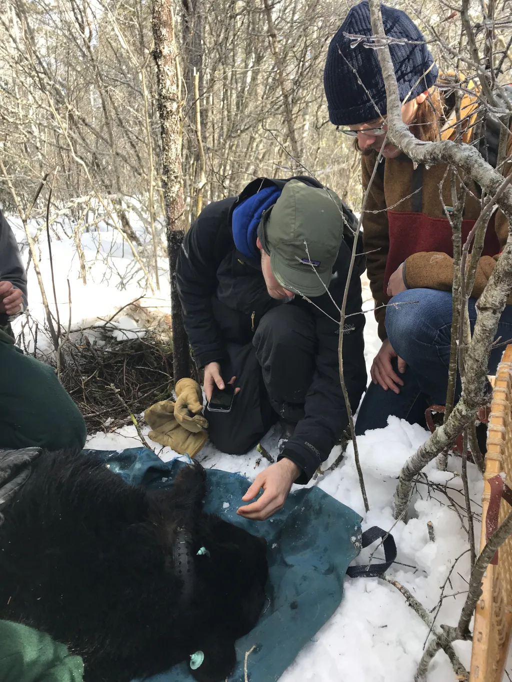 Flynn Willsea (left) and Ian Miller, both Environmental Science majors in the Class of '19, examine a bear