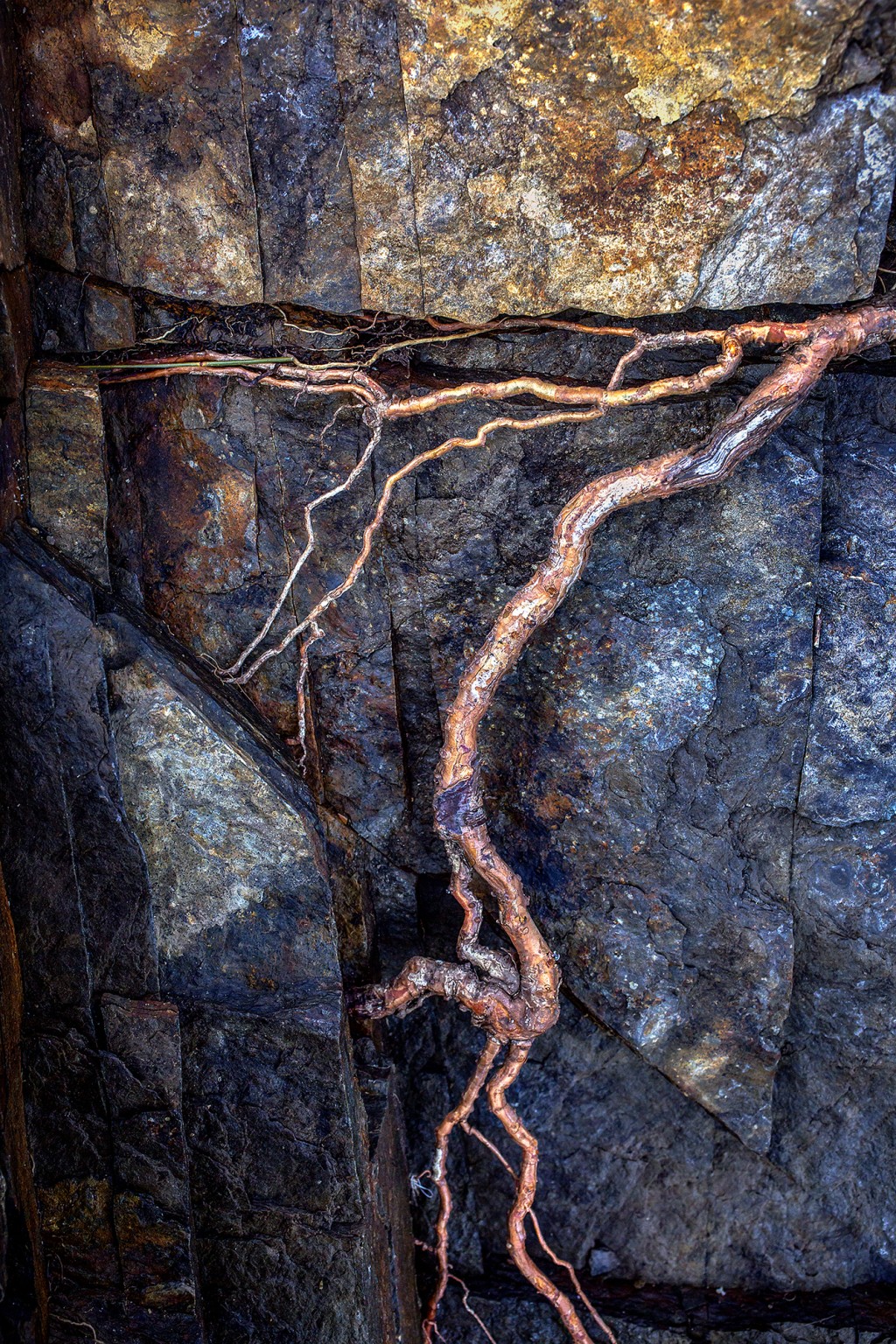 "Roots to Rewire" is one of the photos on display in Tim Greenway's exhibit