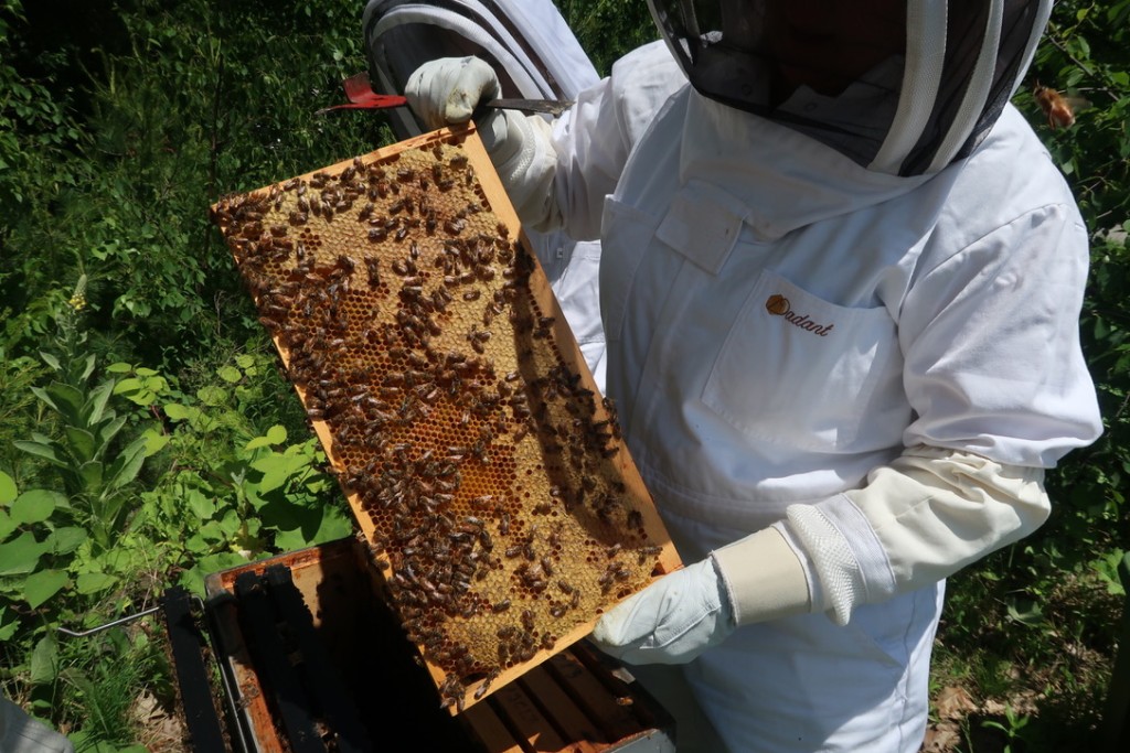 Students set up two hives on the Biddeford Campus to help increase the honey bee population