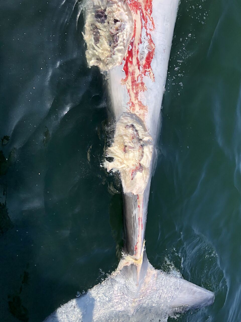 UNE researchers confirm bite marks on whale are from a great white shark