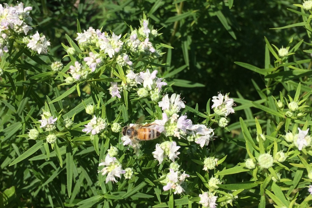 Mountain mint flowers and bees in U N E's native prairie garden