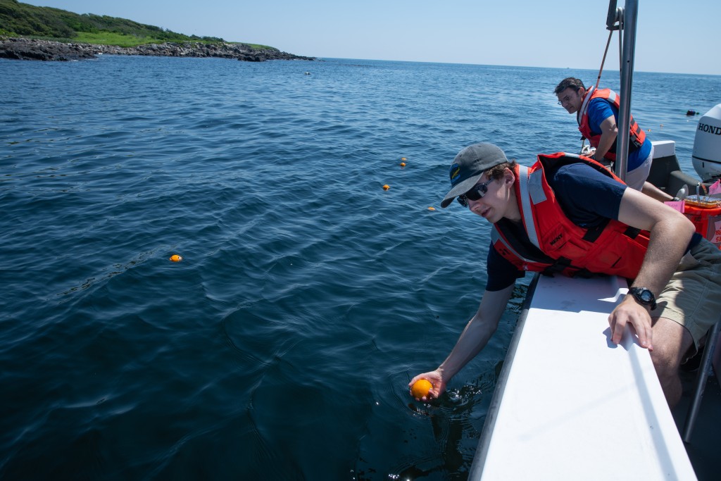Andy Robinson (M.S. Marine Sciences, ’21) places oranges in the water in Biddeford Pool to track surface current movements.
