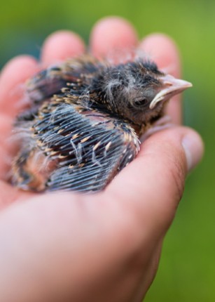 A hand holding a baby Bobolink bird