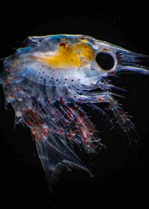 A lobster larvae seen through a dissecting microscope