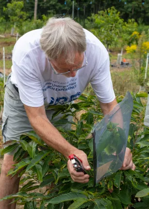 Klak and his student researchers inspect maturing seeds on a young tree that has been inoculated with the fungal blight.