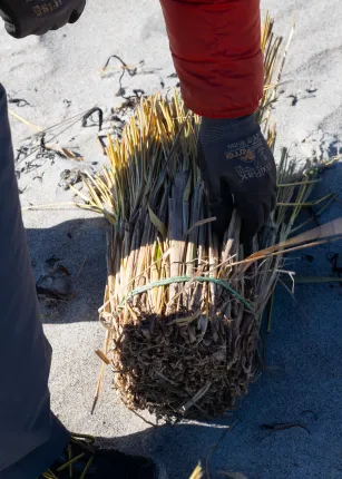 UNE students aid Biddeford Pool Conservation Trust in coastal restoration effort  