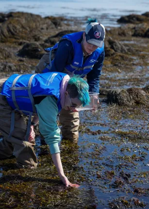 UNE students release juvenile lobsters in Ram Island's tide pools