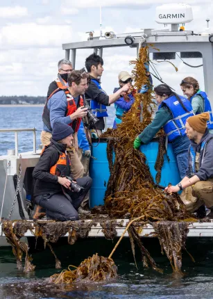 All hands on deck pull kelp up onto the boat