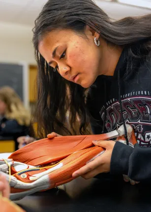 A student closely examines a detailed anatomical muscle model during an anatomy class.