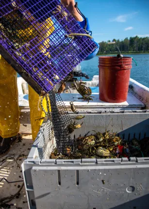 A trap of green crabs empties into a container