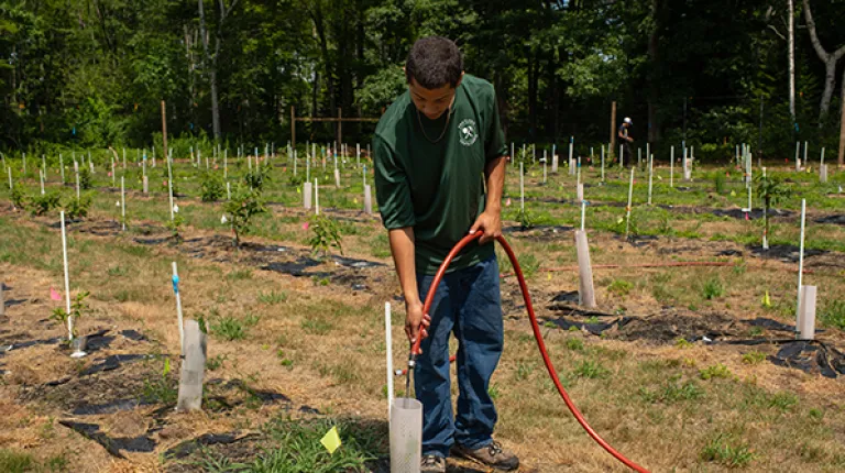A boy waters an American chestnut seedling