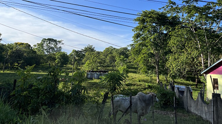 View of a horse and small farm