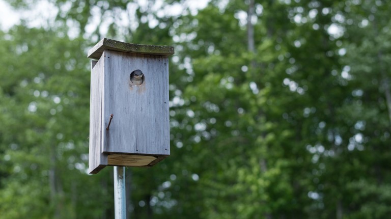 A small bird pokes its head out of a birdfeeder