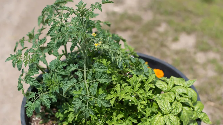 Planter with mosquito-resistant plants