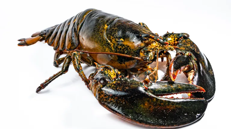 A brown-colored lobster