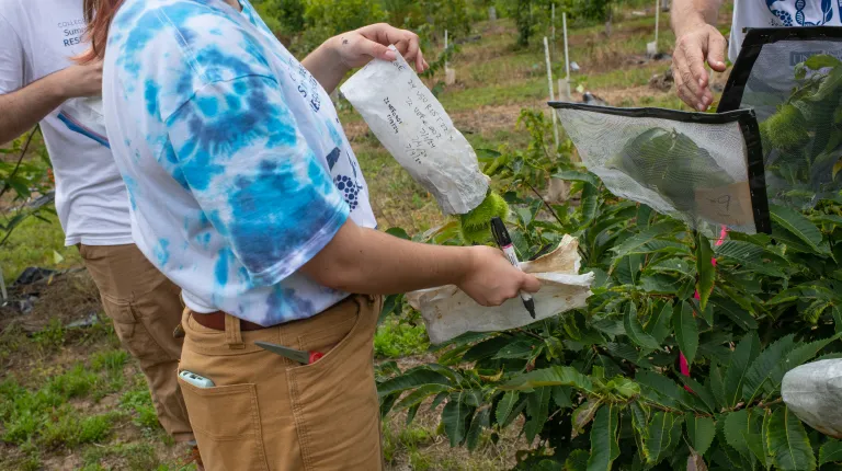 Klak and his student researchers inspect maturing seeds on a young tree that has been inoculated with the fungal blight.