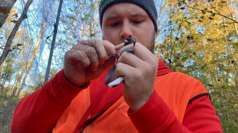Half of Professor Noah Perlot's banding class volunteered in the Scarborough Land Trust's bio blitz.