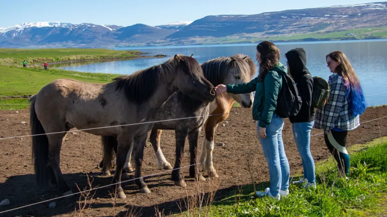 Three students pet wild Icelandic horses near a lake with mountains in the background