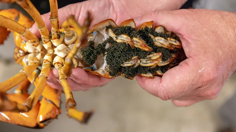 Markus Frederich holding a female lobster with eggs