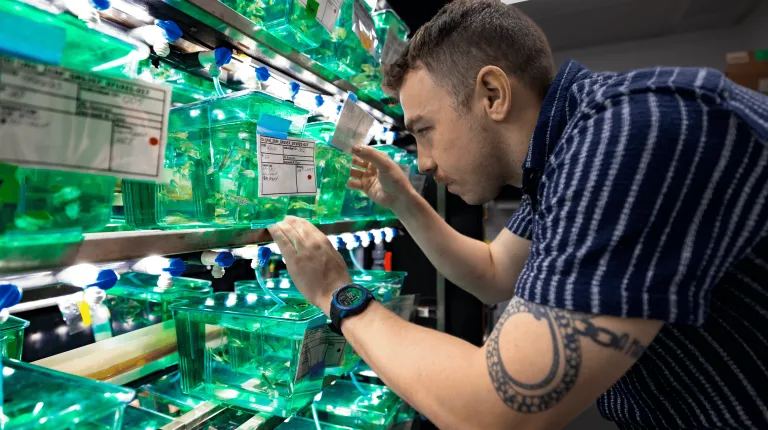 UNE student Willard Swift examines zebrafish in a UNE lab