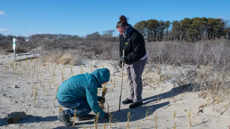 UNE students aid Biddeford Pool Conservation Trust in coastal restoration effort