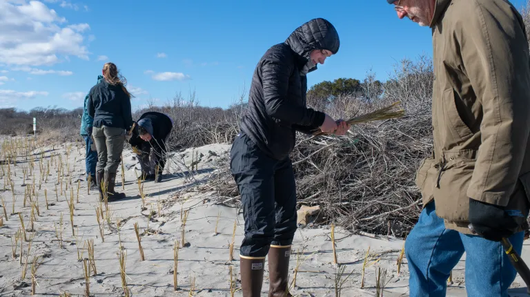 UNE students aid Biddeford Pool Conservation Trust in coastal restoration effort  