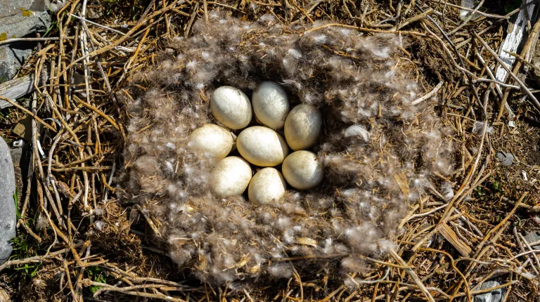 UNE team of students and faculty install seismometer on Ram Island
