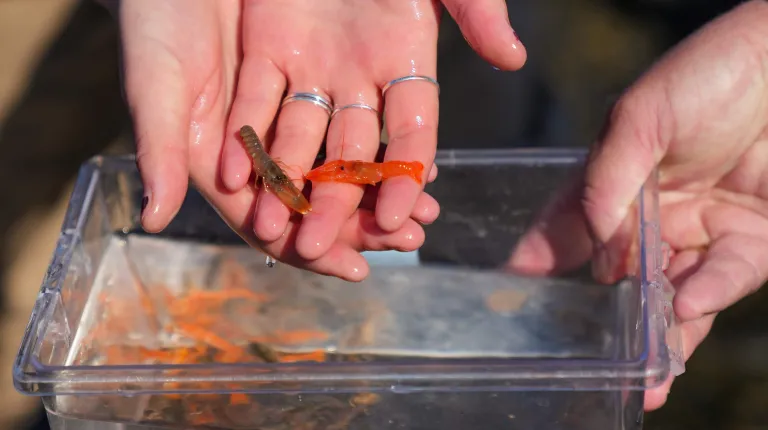 A student holds baby orange lobsters in their hand