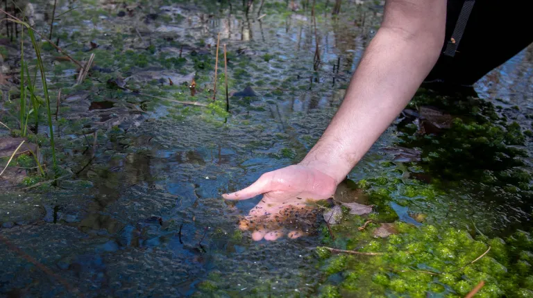 A student holds tadpoles in the vernal pools
