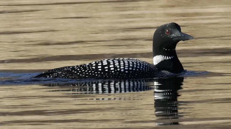 Common loon seen on a bird walk on April 16, 2025.