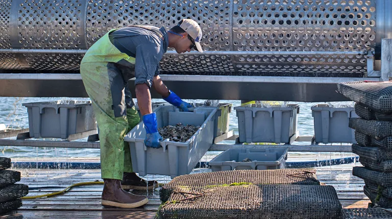 A U N E student in waiters holds up a large container of oysters on an oyster farm