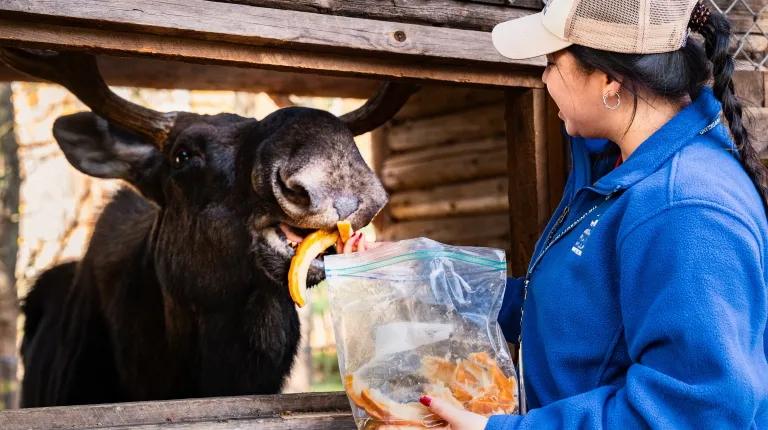 UNE senior cares for birds, mammals, and more in immersive internship with Maine Wildlife Park 