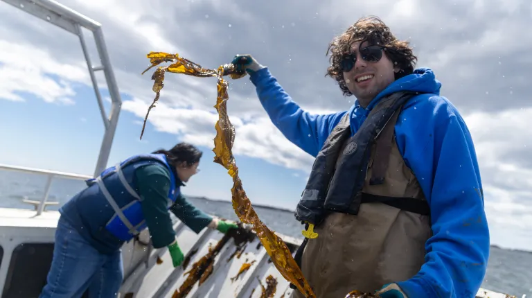 A UNE researcher yanks kelp from the line